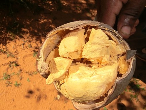 Adansonia