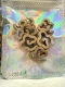 Picture of Coil incense